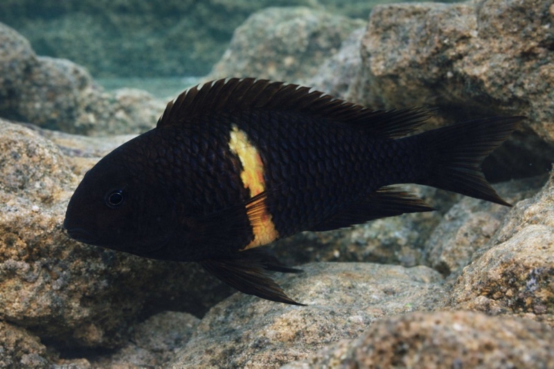 Tropheus sp. 'black' Mboko Island
